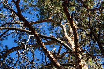 tree branches with bird against blue sky. Autumn landscape.