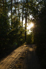 path in the green forest. sunlight through the trees in the evening in summer.
