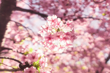 春に日本の東京で咲く満開の桜の花。河津桜（kawazu-zakura）