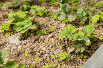 Green small strawberry plant on dark brown ground background. Closeup. Top view.