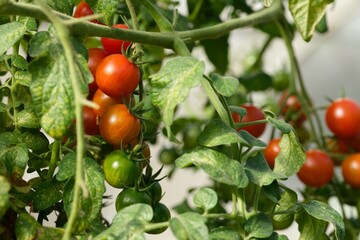 Vines of red cherry tomatoes on a tomato plant