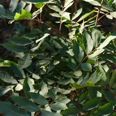 Close-up shot of young pecan tree crown with leaves