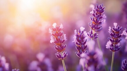 Naklejka premium Lavender flowers blooming in a field with the sun shining through the stems.