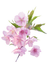 【切り抜き】春に日本の東京で咲く満開の桜の花。河津桜（kawazu-zakura）