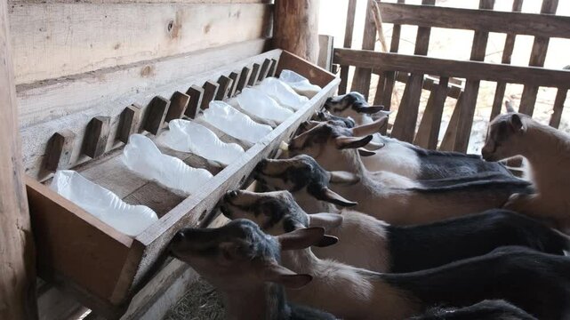 Young goatlings feeding by milk from boatles at goat farm