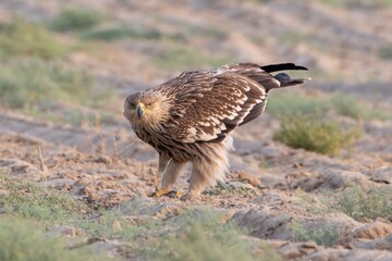 eastern imperial eagle or Aquila heliaca desert national park Rajasthan, India