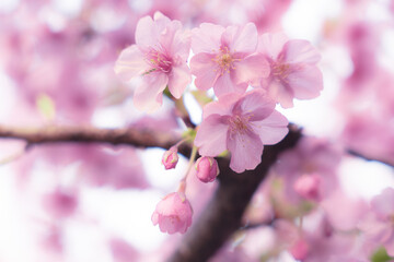 春に日本の東京で咲く満開の桜の花。河津桜（kawazu-zakura）