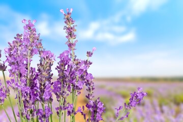 Fresh aroma lavender blooming flowers