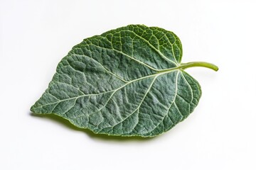 Obraz premium A single leaf captured in detail on a white background