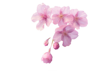 【切り抜き】春に日本の東京で咲く満開の桜の花。河津桜（kawazu-zakura）