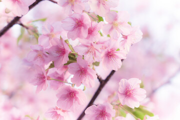 Obraz premium 春に日本の東京で咲く満開の桜の花。河津桜（kawazu-zakura）