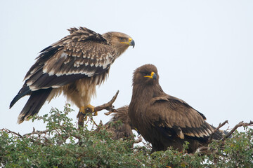 eastern imperial eagle or Aquila heliaca at Jorbeer in Rajasthan, India