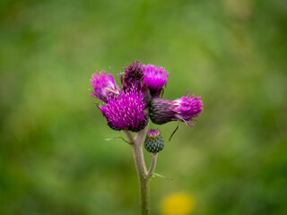 Field thistle grows as a weed in fields, waste places, felled pastures and stony slopes. It is one of the most dangerous weeds. It is also resistant to herbicides. Its flowers attract butterflies.