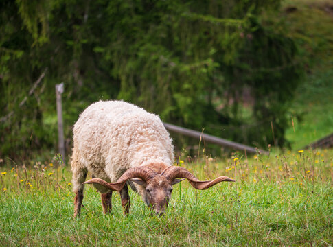 Racka sheep or Hortobagy Rakka sheep is a breed of sheep known for its unusual spiral horns that can grow up to 2.0 feet in length.  In the summer, they like to graze on the green grass.