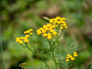 Common foxglove  (Tanacetum vulgare) an unattractive smell, but it repels insects and treats skin diseases. It repels flies, mosquitoes, ticks, fleas and crop pests