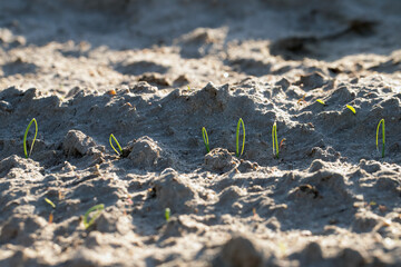 Growing onions from seed. Germinating onions in a crop field.