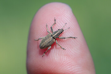 Sitona gressorius bug, Snout beetle on finger.