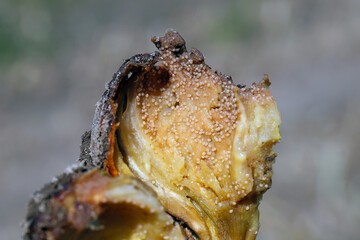 Bulb mite, potato root mite, Rhizoglyphus echinopus. The pest damages underground parts of plants -...