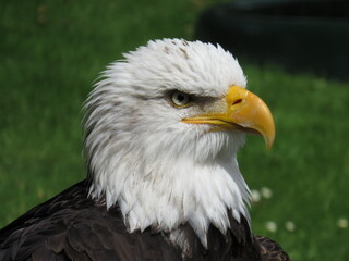 Fototapeta premium american bald eagle