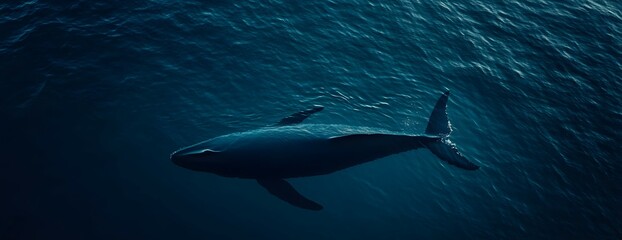 Naklejka premium A whale swims through the deep blue ocean.