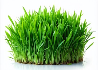 Obraz premium Lush Green Grass PNG Isolated on White Background for Design, Nature, and Environmental Themes