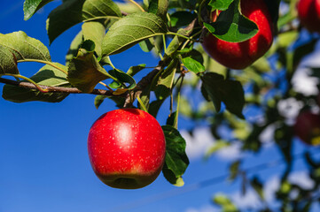 シナノピッコロ