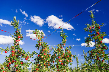 果樹園のたくさん実った赤リンゴ