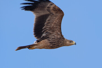 eastern imperial eagle or Aquila heliaca at Jorbeer in Rajasthan, India