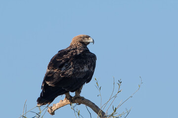eastern imperial eagle or Aquila heliaca at Jorbeer in Rajasthan, India