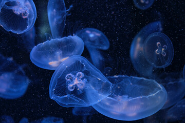 Several translucent jellyfish floating gracefully in deep blue aquatic environment.