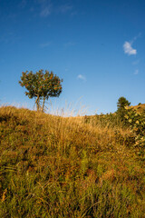 Obraz premium Golden Hour at Goprowska Pass Between Tarnica and Bukowe Berdo