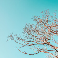 Obraz premium Bare Branches Against a Sky of Hope: A minimalist image featuring a single, skeletal tree branch reaching towards a vibrant, blue sky. The pale branches symbolize resilience and growth.