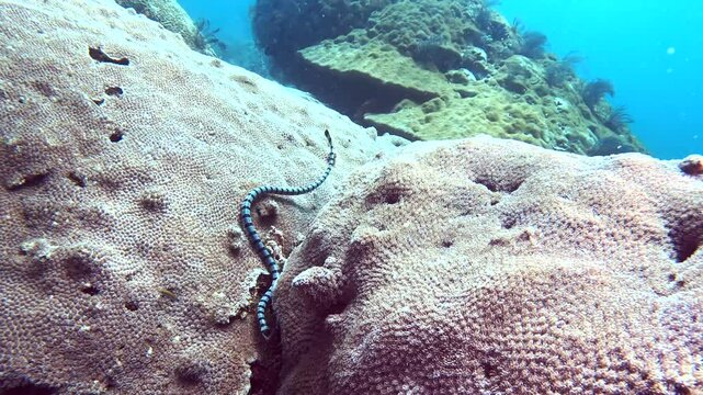 A close up of beautiful sea krait searching the reef. Banded Sea Snake (Laticuada) swims across the ocean floor in Lembeh Strait, North Sulawesi, Indonesia. Side view.
