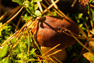 Podgrzybek brunatny w ściółce leśnej © Krzysztof