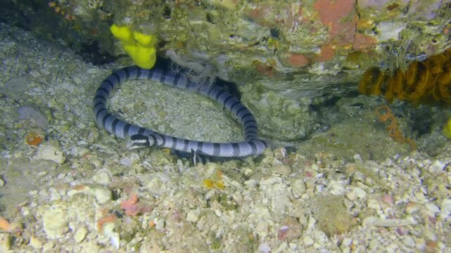 A close up of beautiful sea krait searching the reef. Banded Sea Snake (Laticuada) swims across the ocean floor in Lembeh Strait, North Sulawesi, Indonesia. Side view.