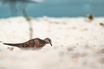 bird on the beach 