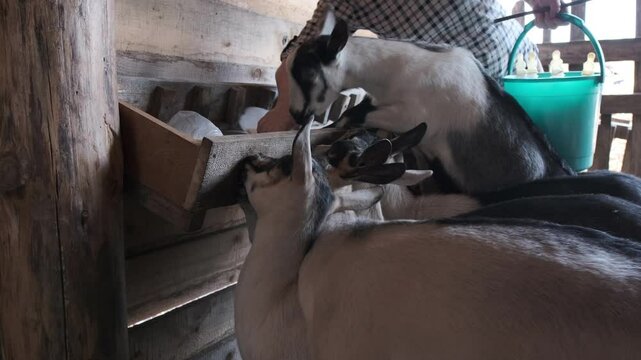 Young goatlings feeding by milk from boatles at goat farm