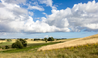 Wheet fields under blue sky