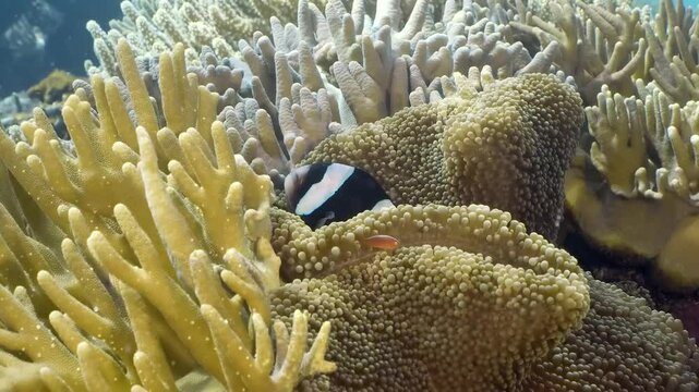 Coral reef underwater. Flock of small beautiful reef fishes at the bottom of the sea.