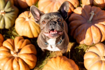 Cute French Bulldog Surrounded by Pumpkins. Halloween. Thanksgiving. Harvest.Cute French Bulldog...