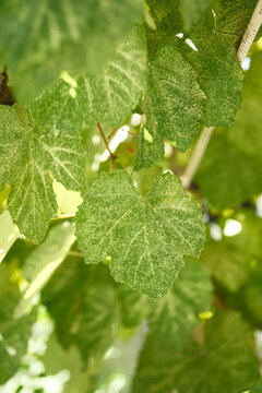 Diseased grape leaves affected by leafhopper insect pests