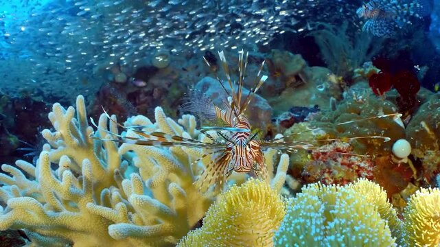 Tropical fish underwater Lionfish (Pseudobiceros cf. dimidiatus) down at seabed. 