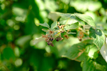Dry raspberry branch on a bush