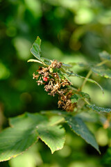 Dry raspberry branch on a bush