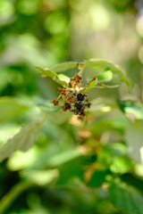 Dry raspberry branch on a bush