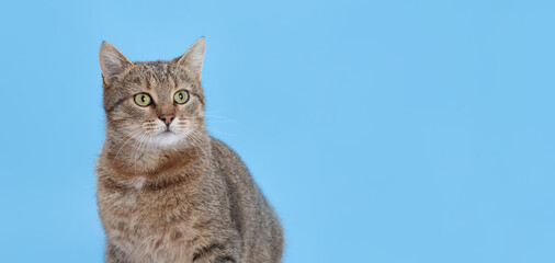 Beautiful gray Cat looking away. Kitten close-up on blue background. Without people. Studio...