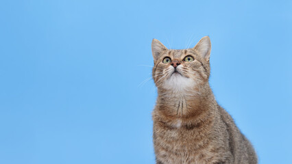Beautiful gray Cat looking up. Kitten close-up on blue background. Without people. Studio portrait...