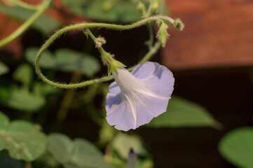 Ipomoea flower on the back of a vine on a sunny day
