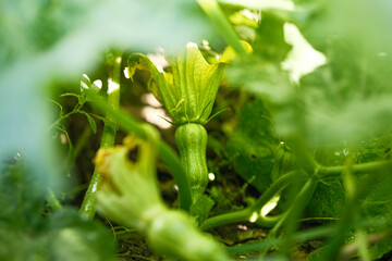 Little young pumpkins on the bush