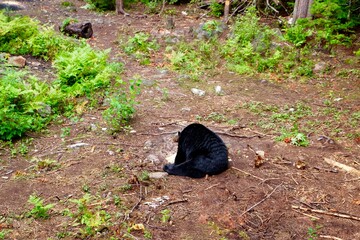 Black Bear Climbing a Tree in Canadian Forest – Wildlife in Natural Habitat